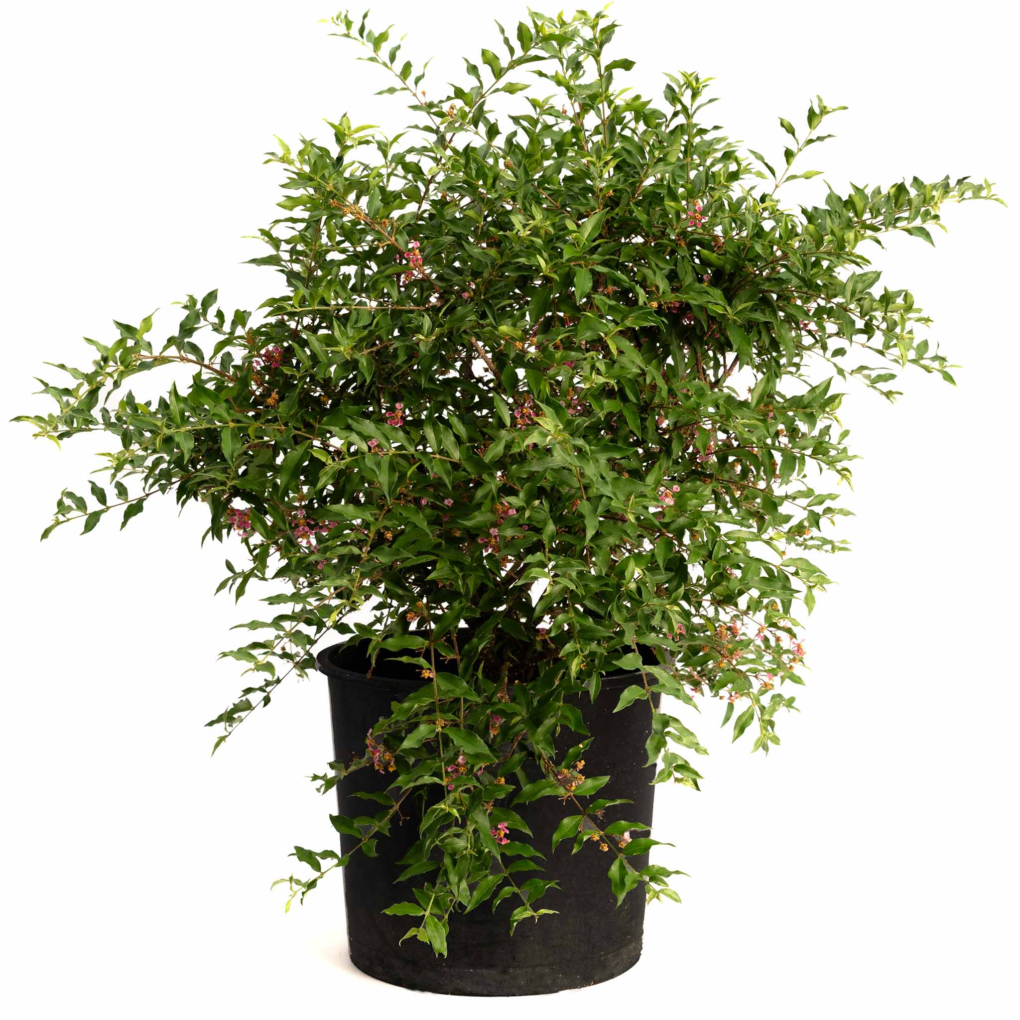 Barbados ‘Acerola’ Cherry Tree